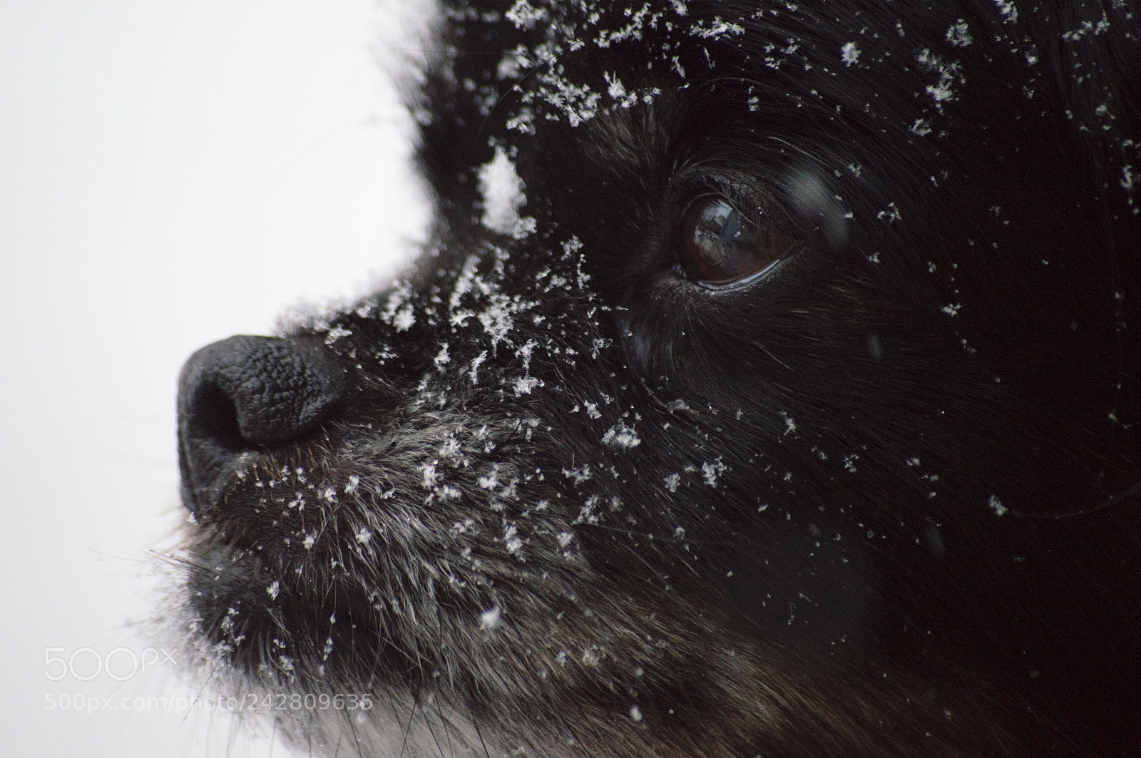 Nikon D3200 sample photo. Up close & personal photography