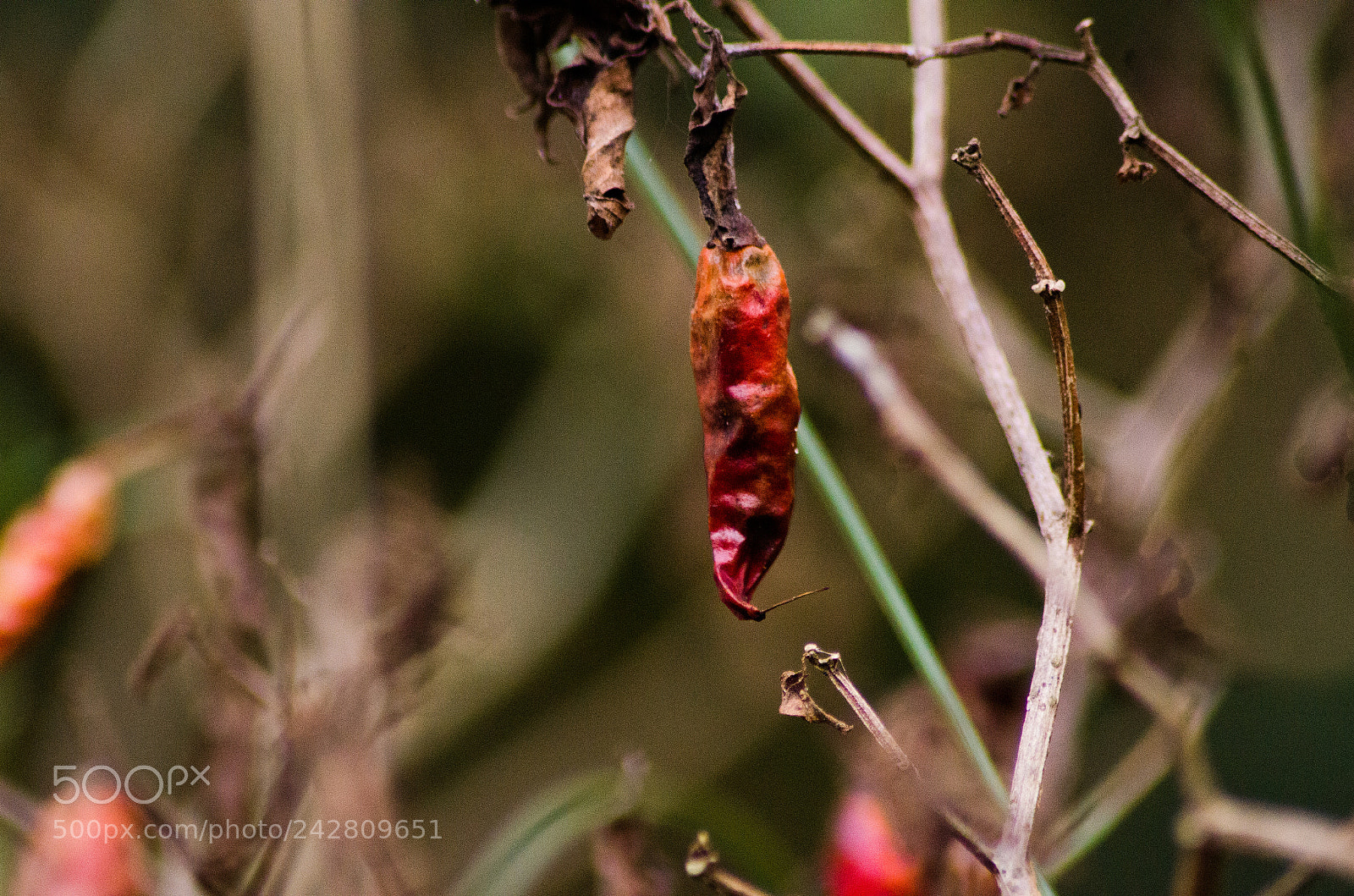 Nikon D5100 sample photo. Dry chilly plant photography