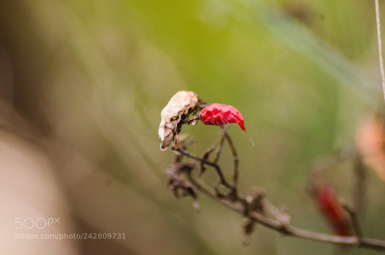 Nikon D5100 sample photo. Dry chilly plant photography