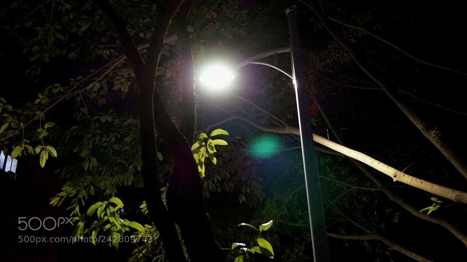 Sony Alpha a5000 (ILCE 5000) sample photo. Light photography