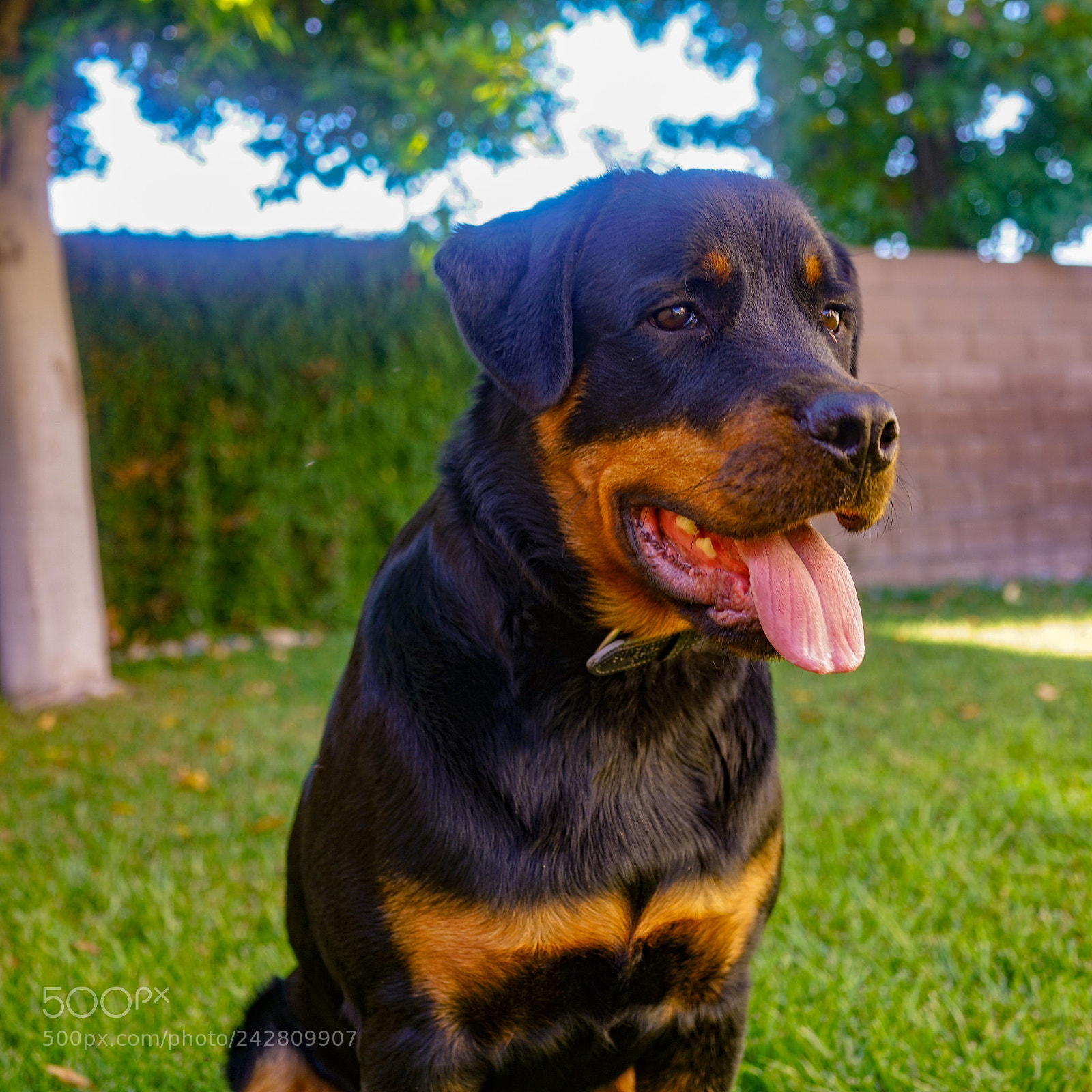 Sony Cyber-shot DSC-RX1R II sample photo. My rottweiler photography