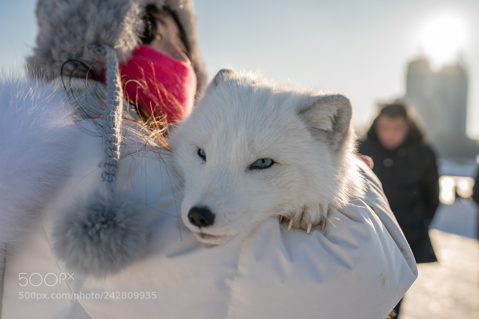 Sony a9 sample photo. Harbin-china photography