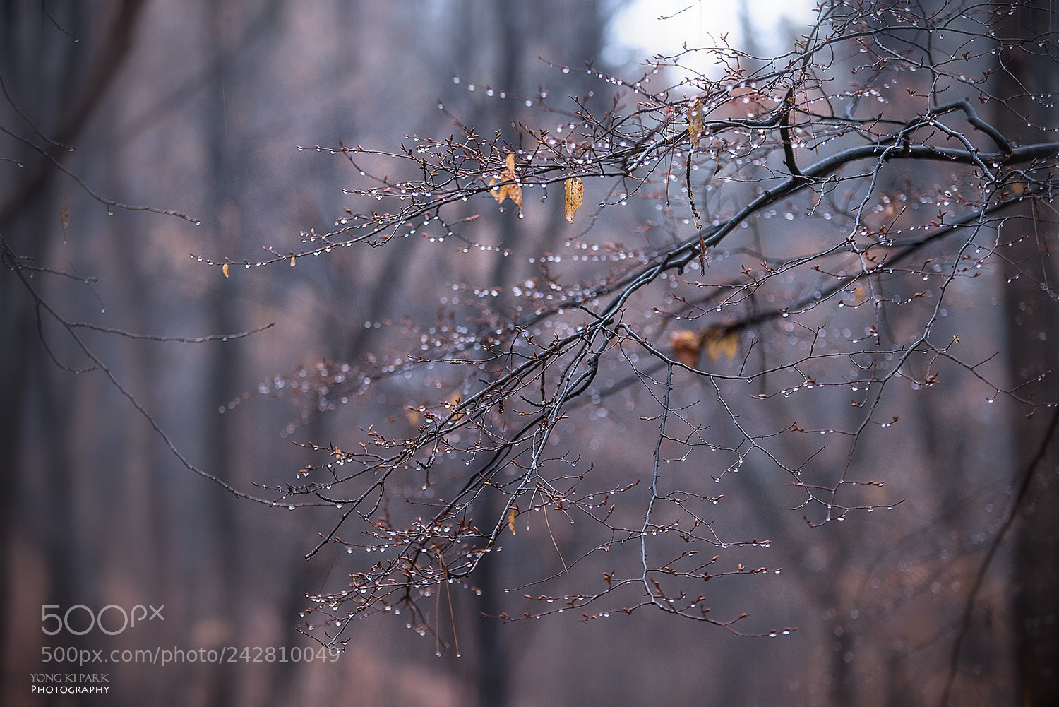 Pentax K-1 sample photo. Winter rain-1 photography