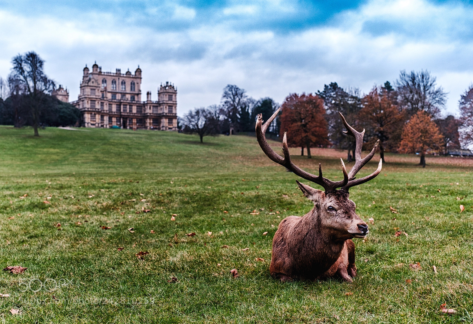 Fujifilm X-T2 sample photo. Wollaton park photography
