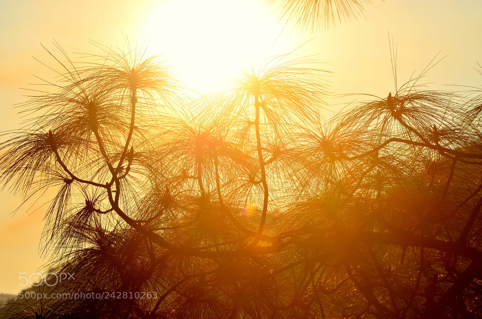 Nikon D5100 sample photo. Gold photography