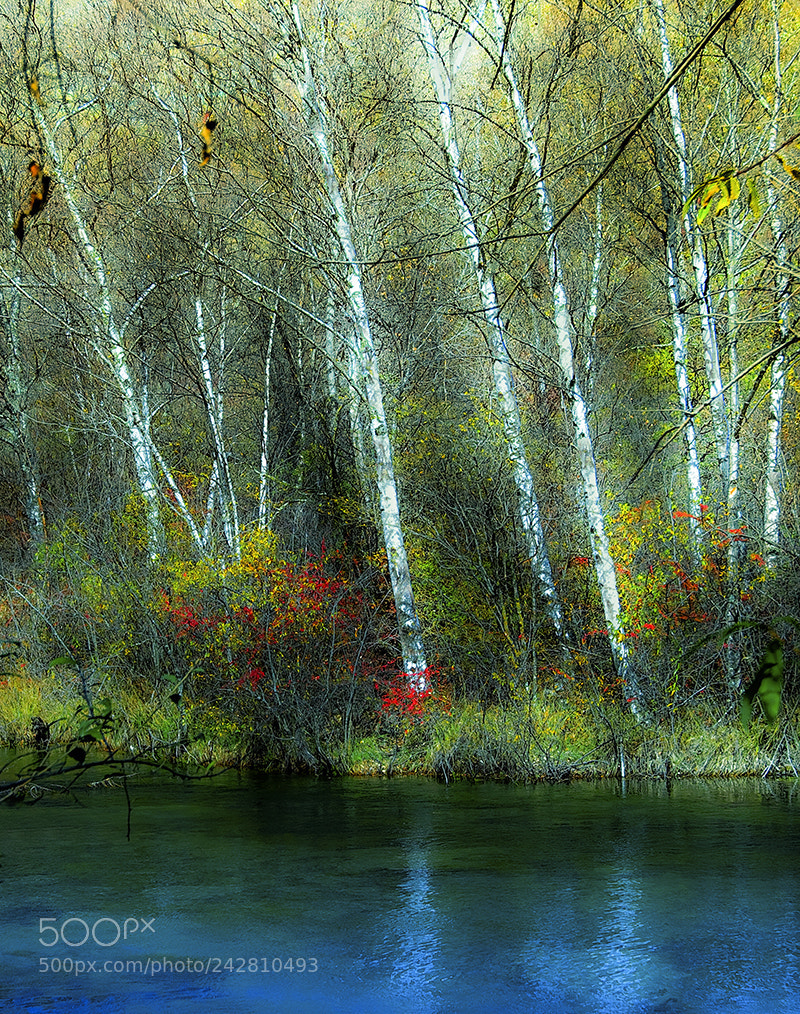 Nikon D90 sample photo. Birches photography