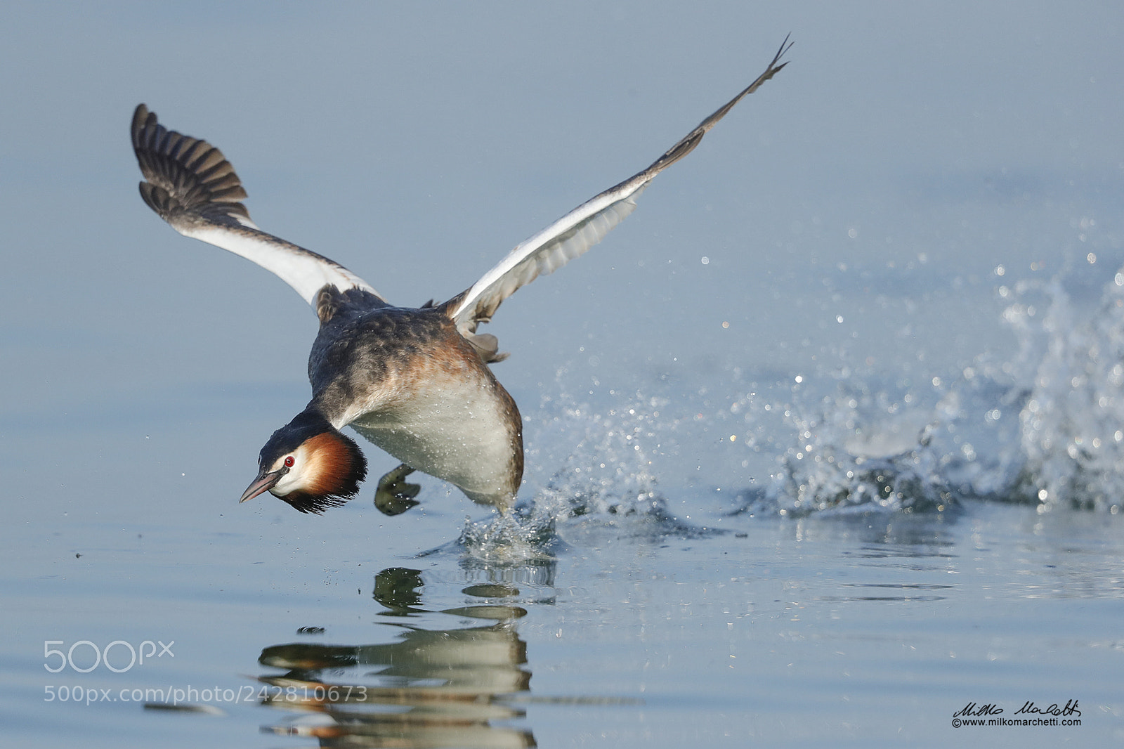 Canon EOS-1D X Mark II sample photo. Great crested grebe photography