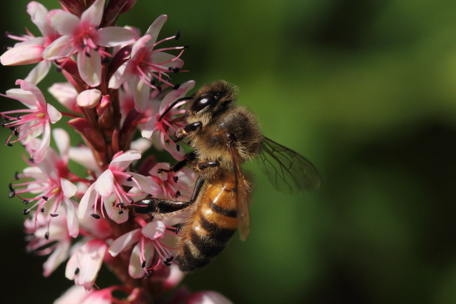 Canon EOS 60D + Sigma 105mm F2.8 EX DG OS HSM sample photo. Bee photography