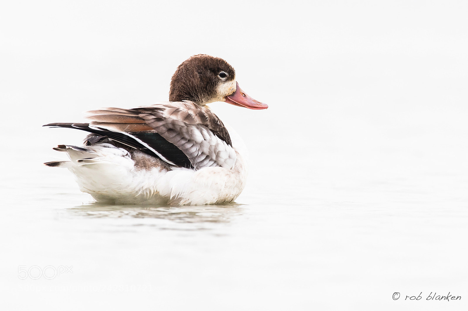 Nikon D500 sample photo. Common shelduck photography
