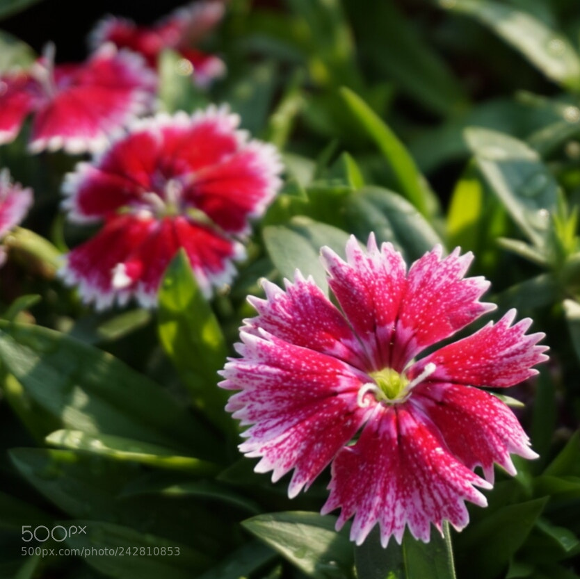Sony Alpha a5000 (ILCE 5000) sample photo. Pink photography