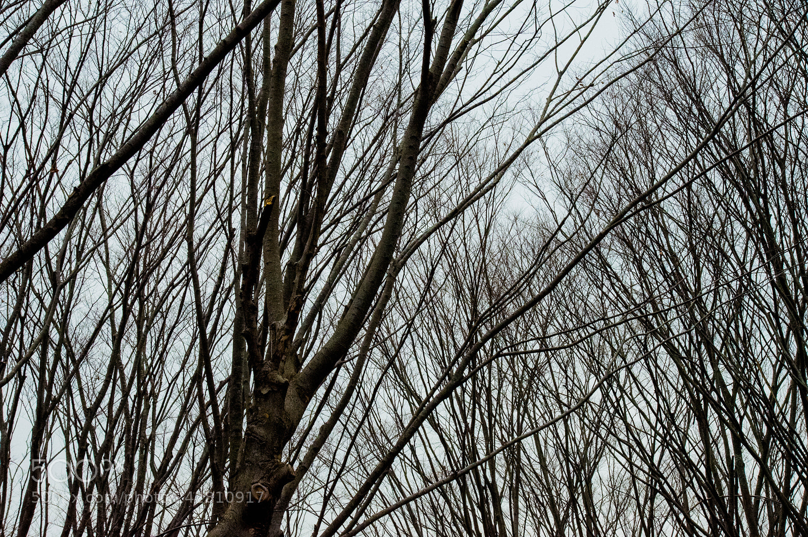 Pentax KP sample photo. Trees without leaves 2 photography