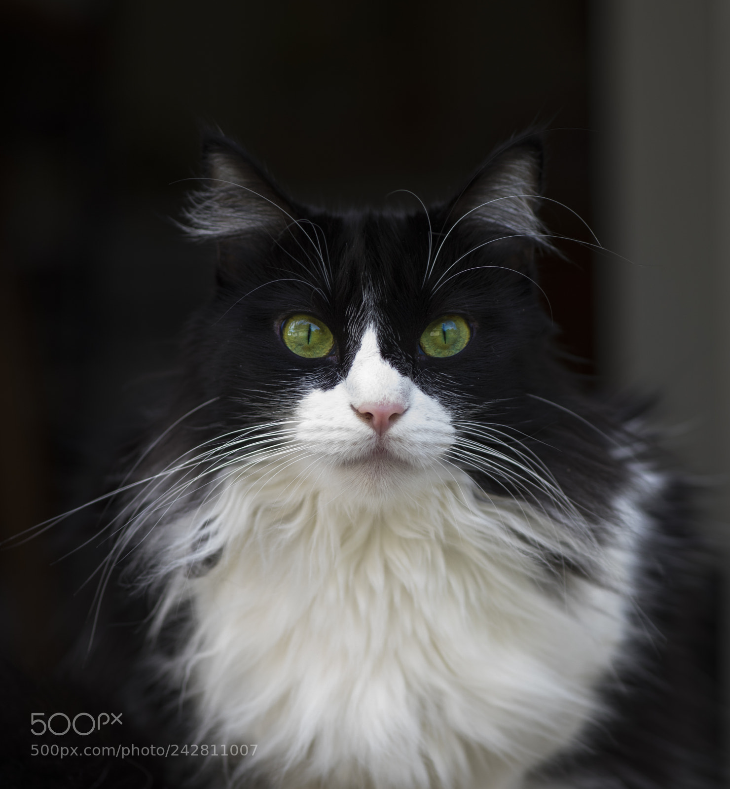 Nikon D810 sample photo. Mimi photography