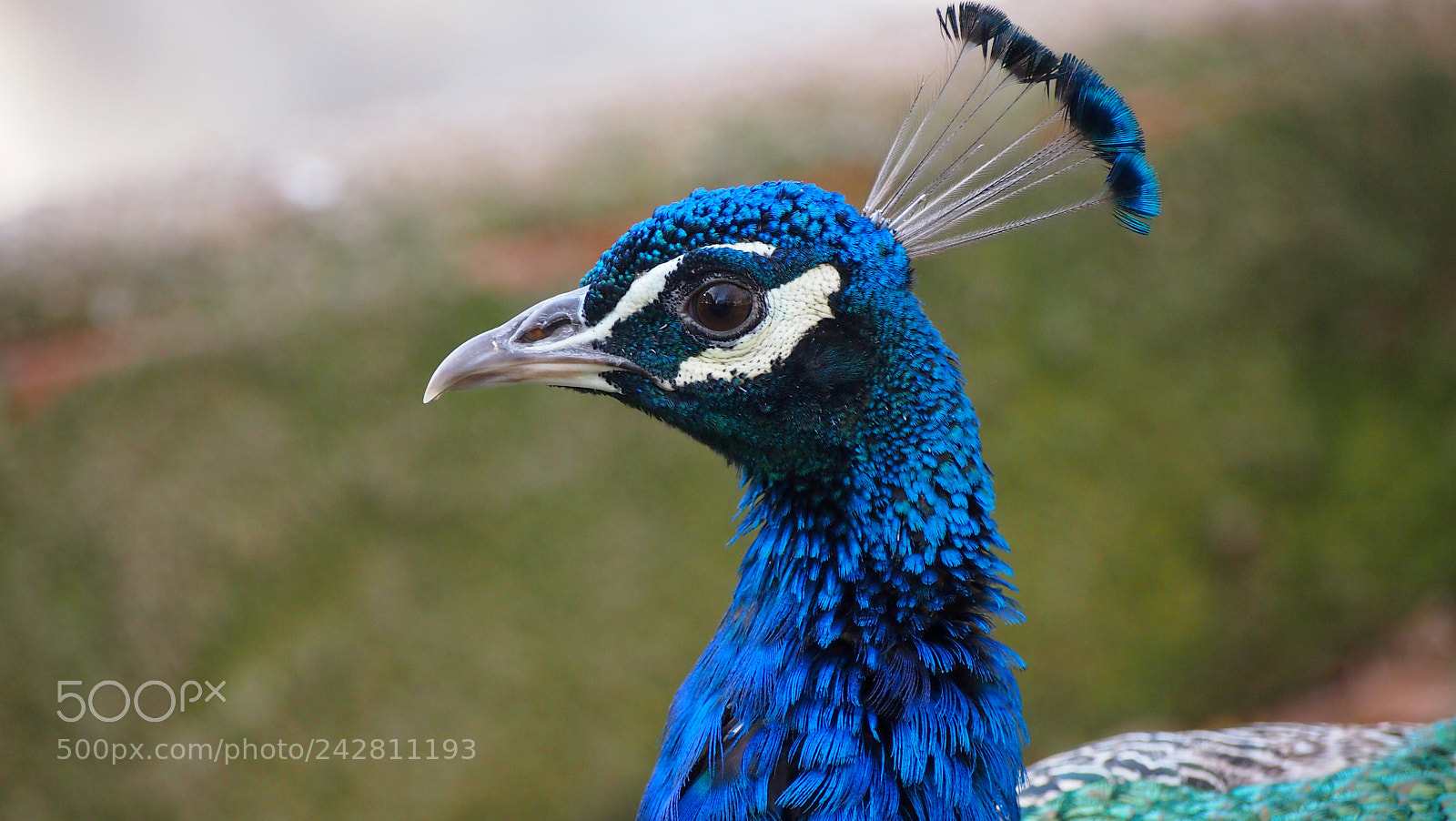 Olympus PEN E-PL3 sample photo. Blue portrait photography