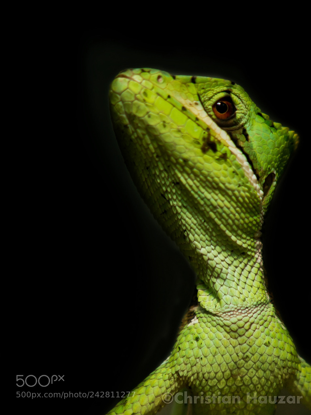Olympus E-5 sample photo. Green jesus christ lizard photography