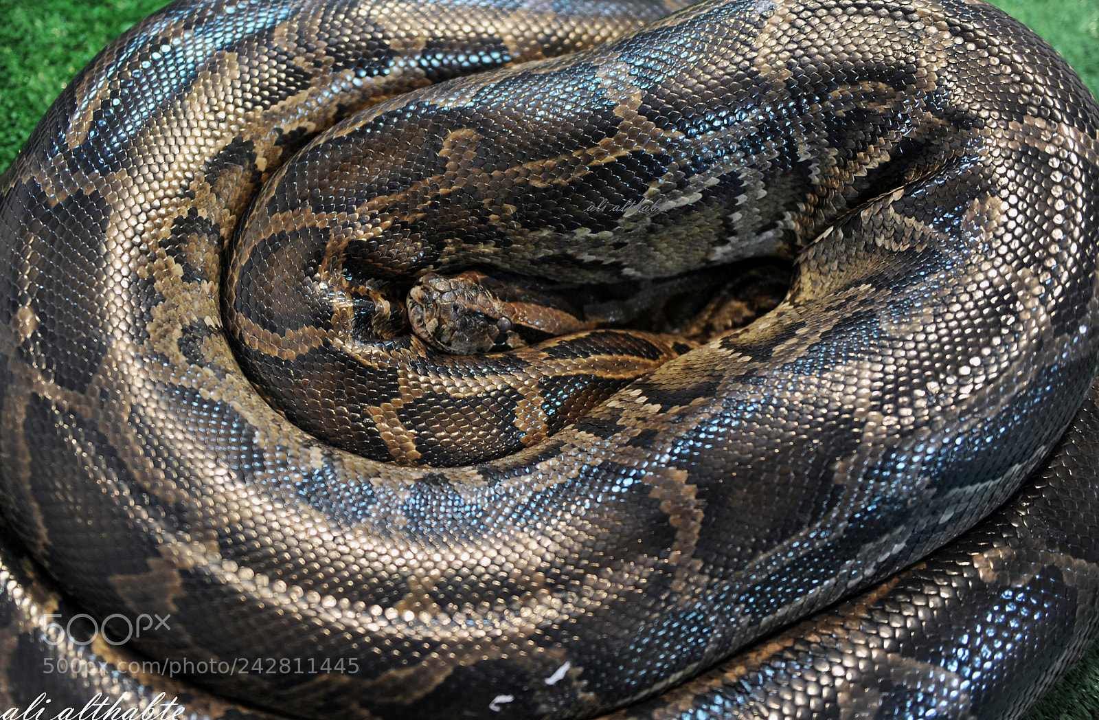 Nikon D3S sample photo. Sleeping python photography