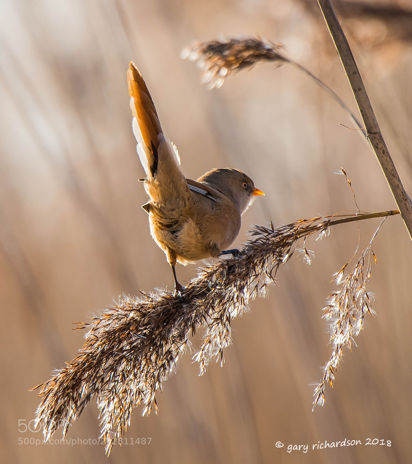 Nikon D500 sample photo. Bearded tit photography
