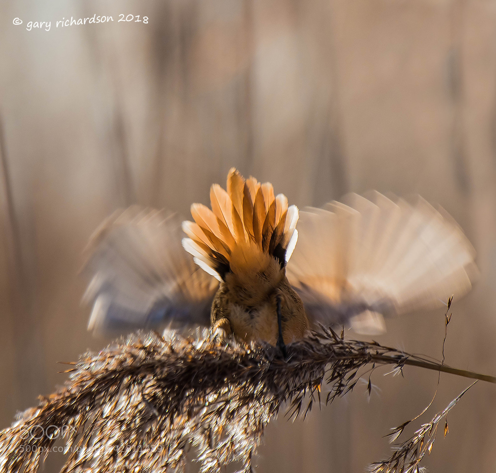 Nikon D500 sample photo. Bearded tit photography
