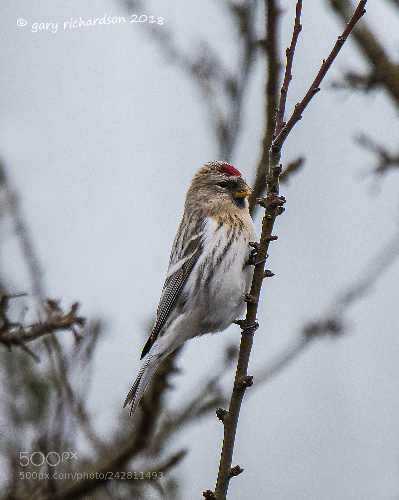 Nikon D500 sample photo. Coues' arctic redpoll photography