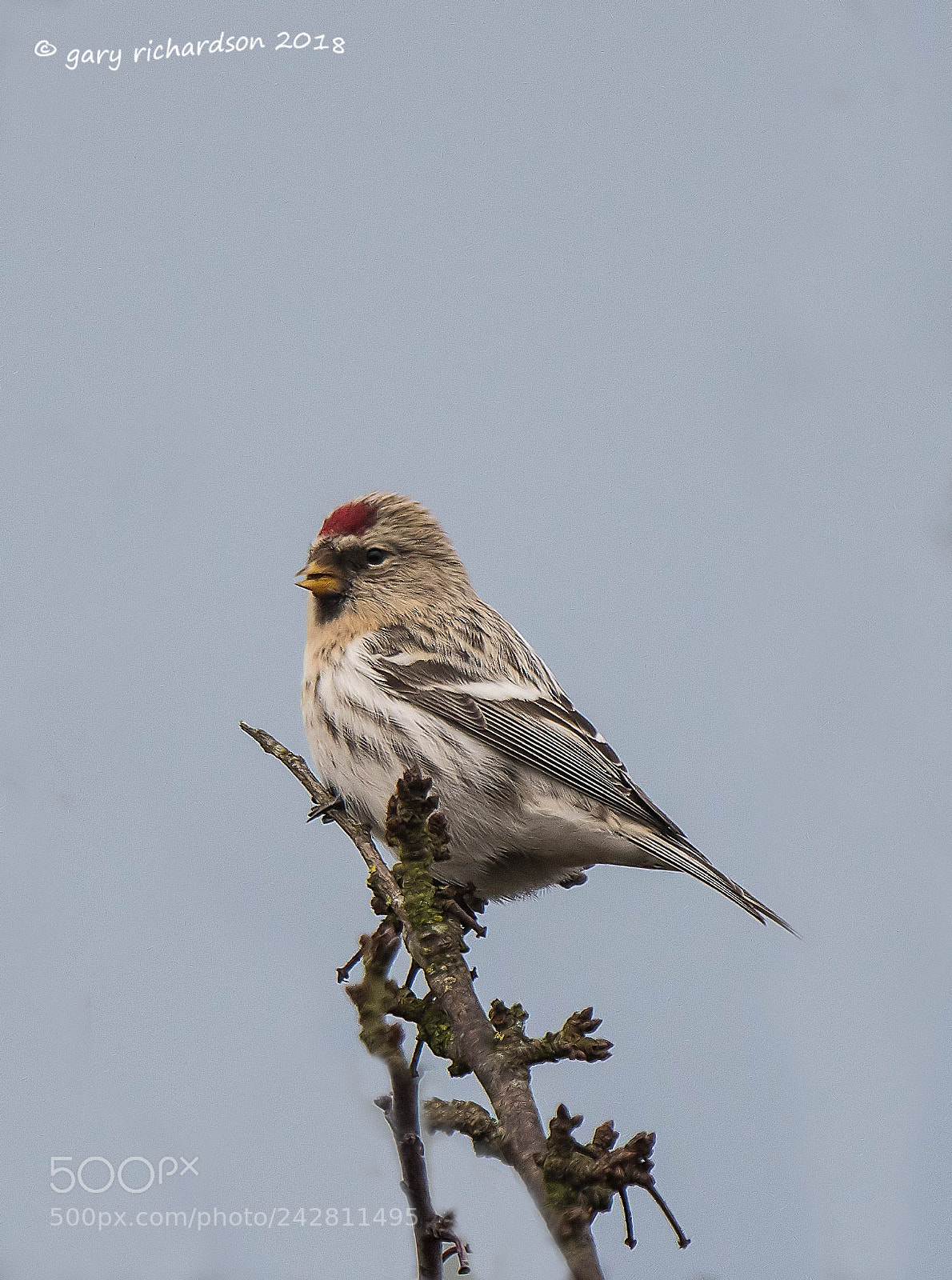 Nikon D500 sample photo. Coues' arctic redpoll photography