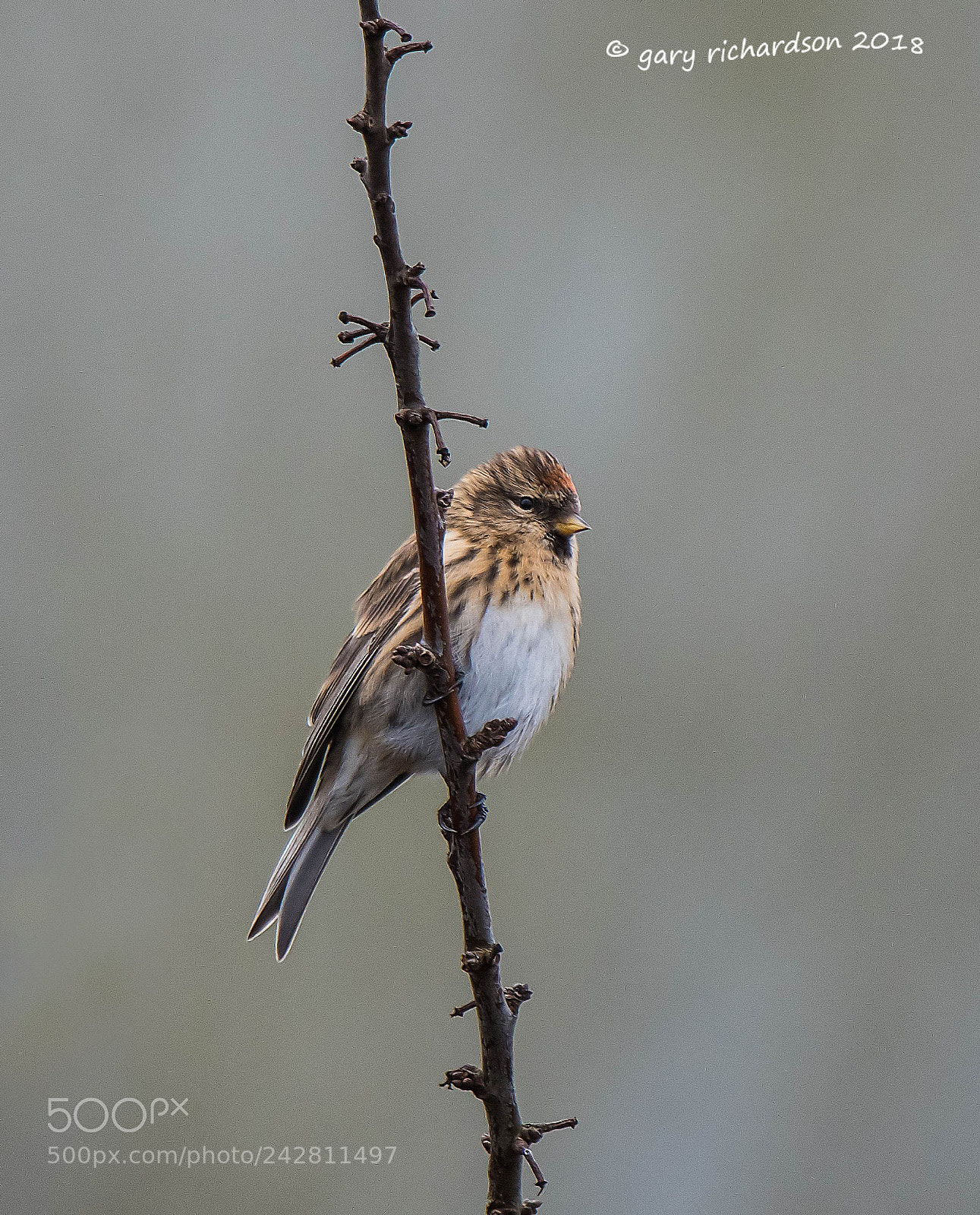 Nikon D500 sample photo. Lesser redpoll photography