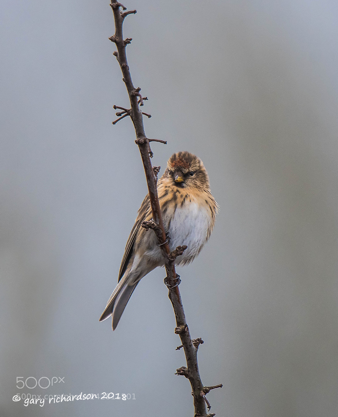 Nikon D500 sample photo. Lesser redpoll photography