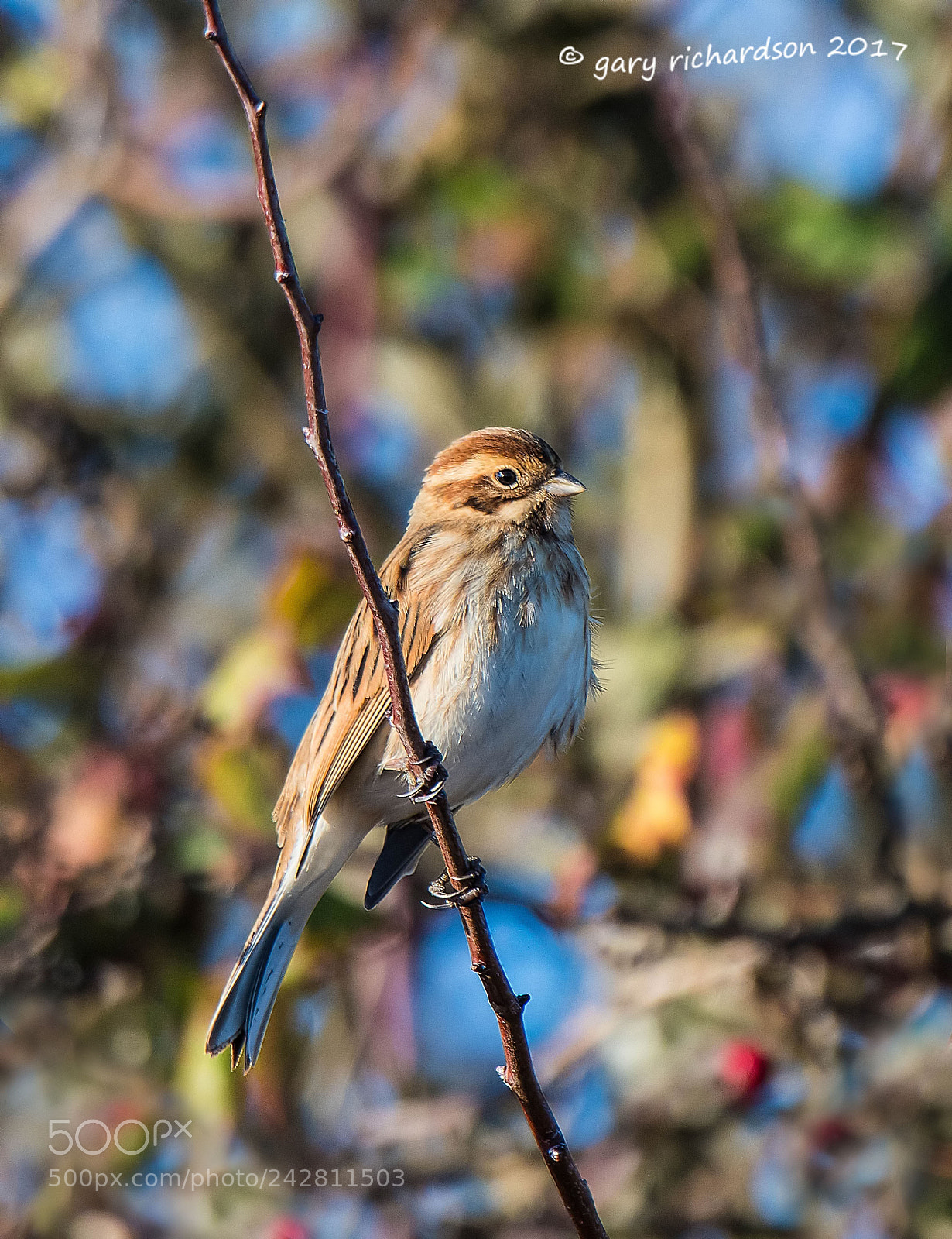 Nikon D500 sample photo. Reed bunting (female) photography
