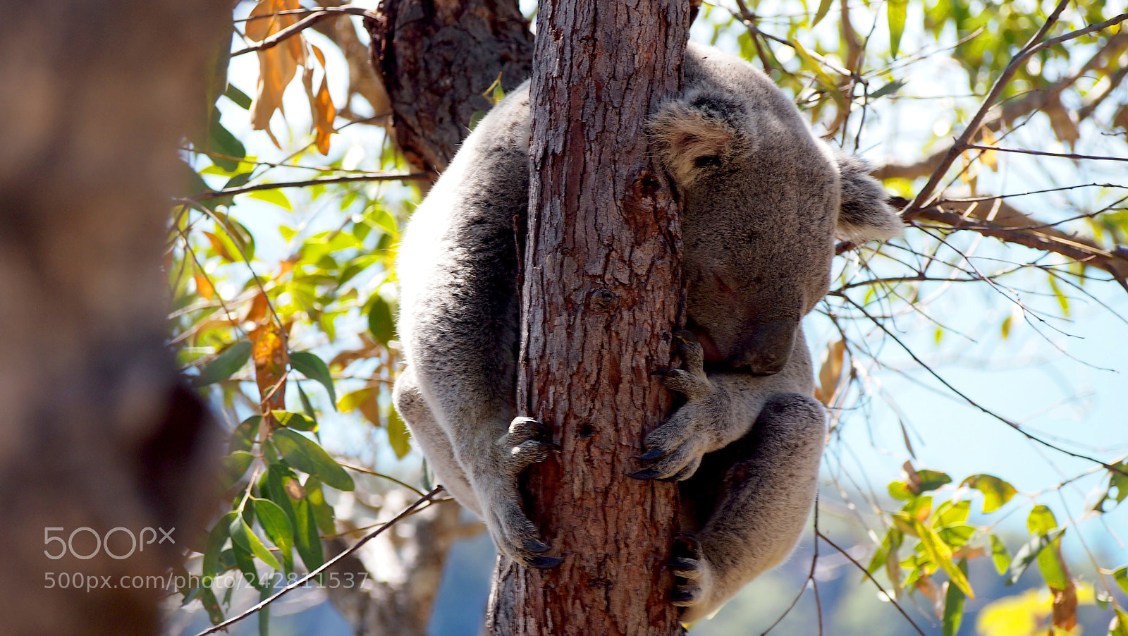 Olympus PEN E-PL3 sample photo. Sleepy koala photography