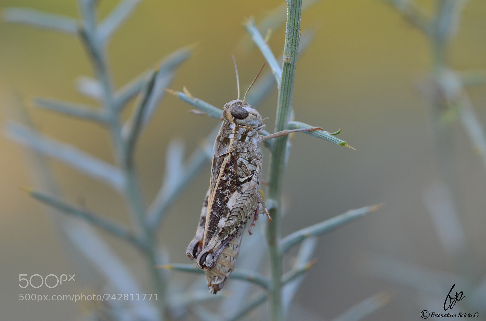 Nikon D5100 sample photo. Grasshopper photography