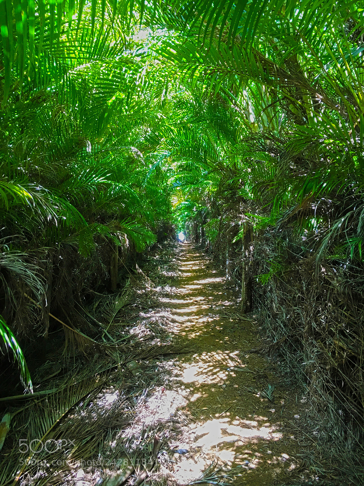 Apple iPhone 6s sample photo. Palm walkway photography