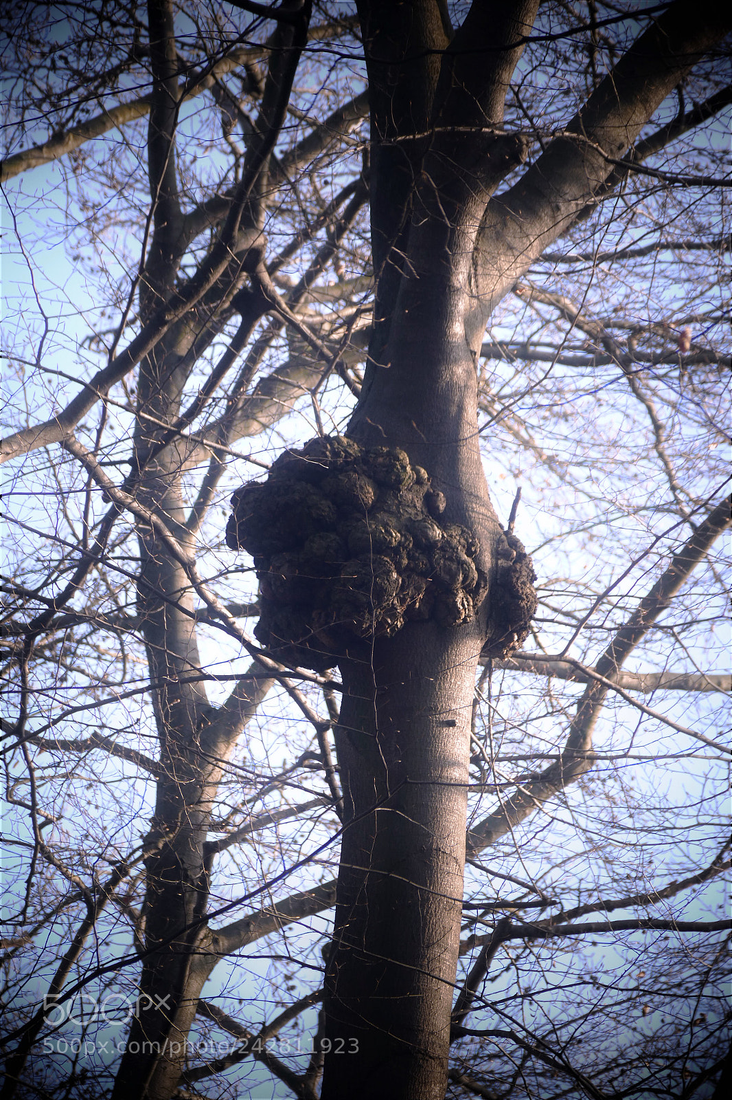 Panasonic Lumix DMC-FZ1000 sample photo. Strange tree photography