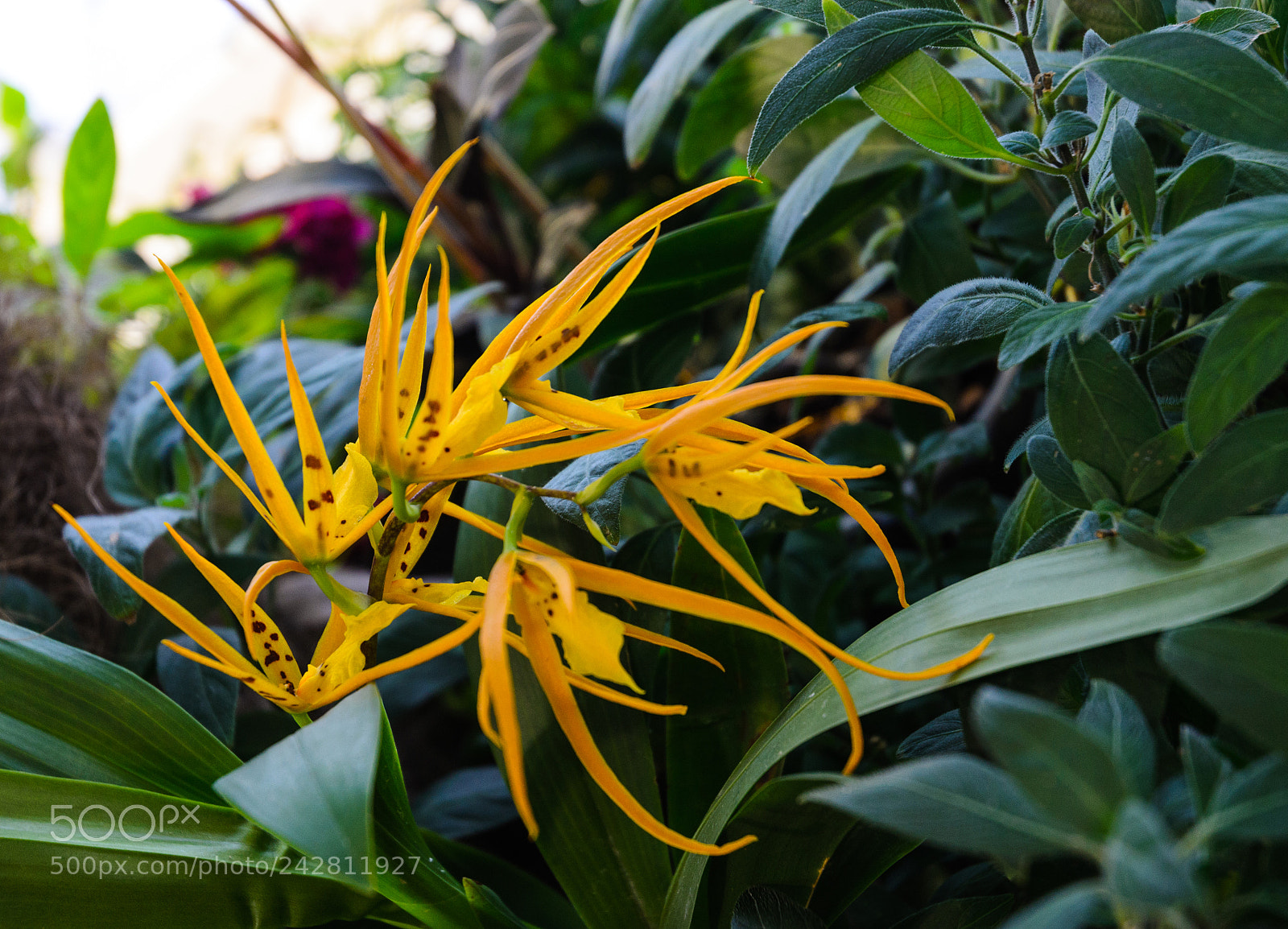 Nikon D5100 sample photo. 273 photography
