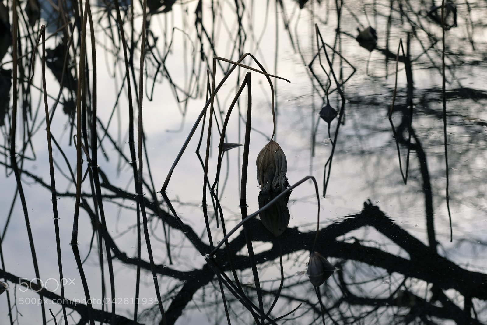 Fujifilm X-Pro2 sample photo. Untitled photography