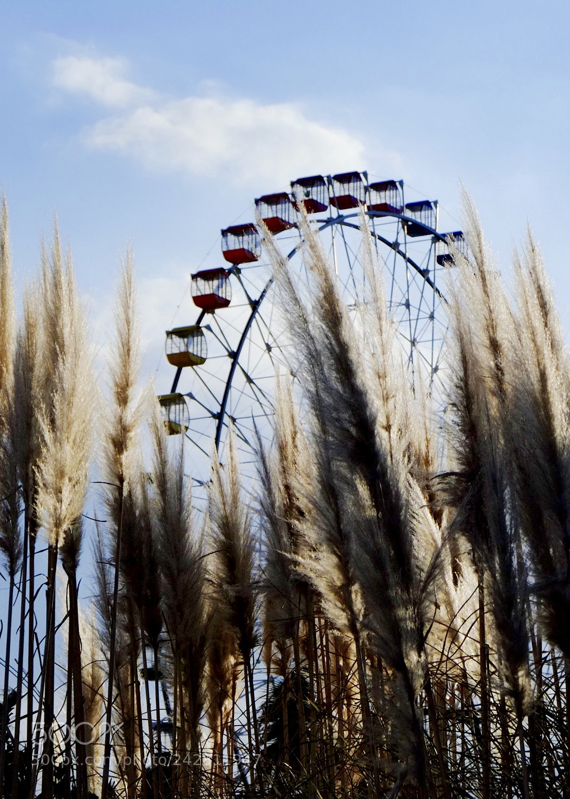 Fujifilm X-Pro1 sample photo. From the tall grass photography