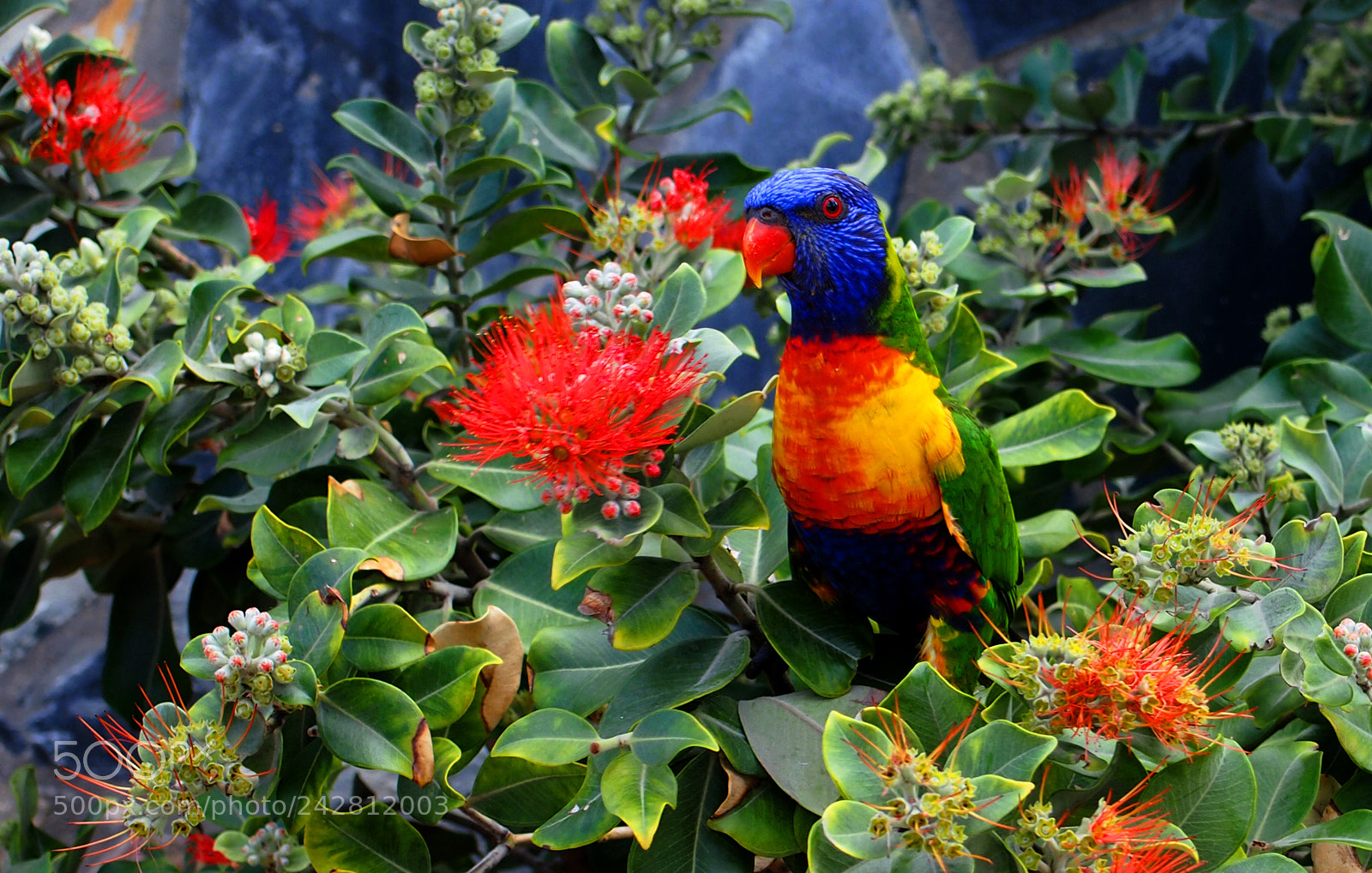 Olympus PEN E-PL3 sample photo. Rainbow parrot photography