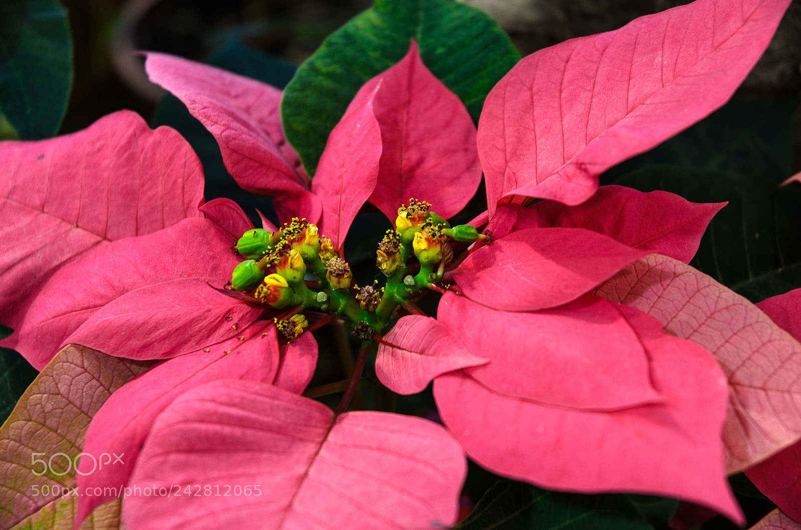 Nikon D5100 sample photo. 274 photography