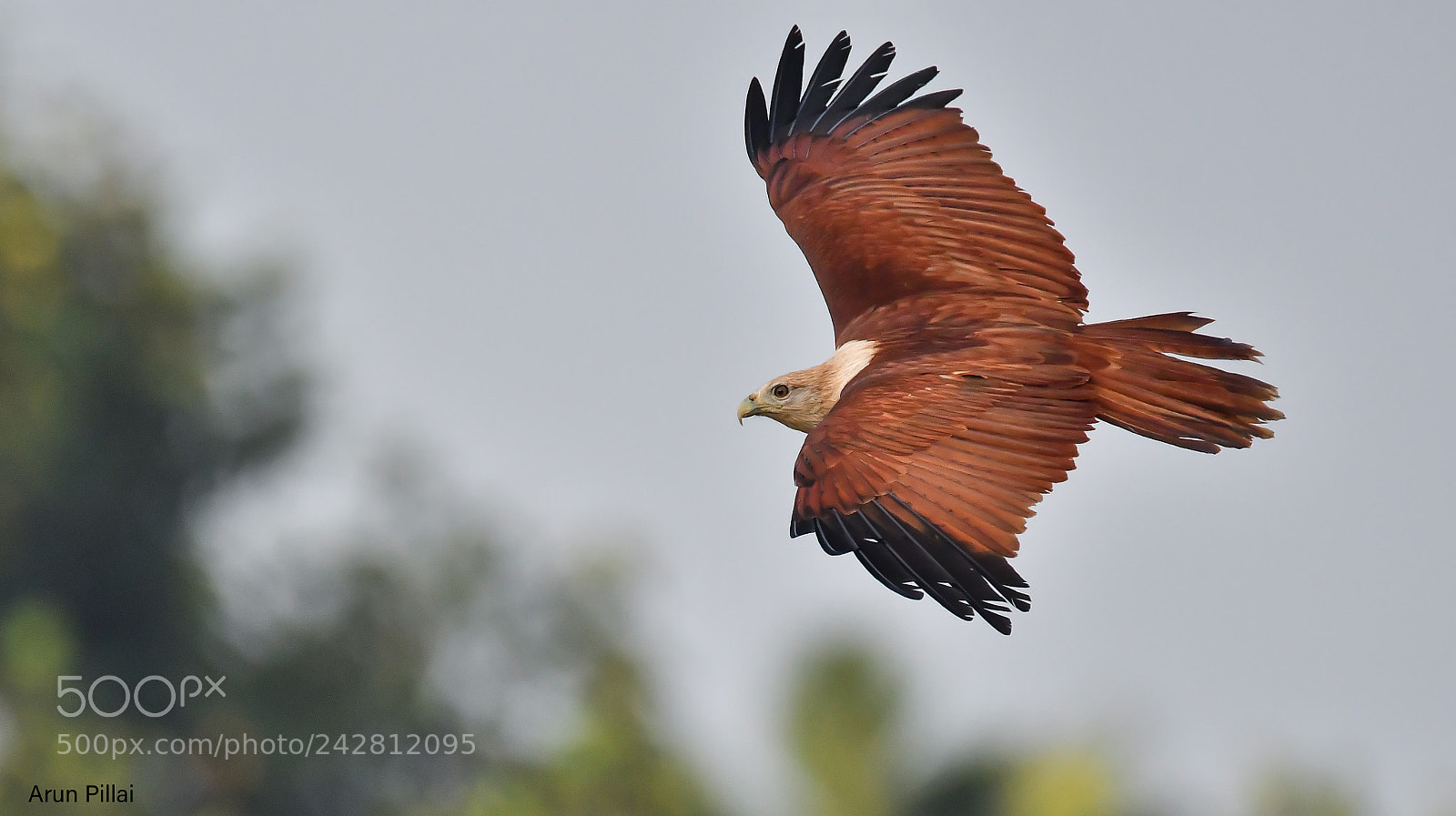 Nikon D500 sample photo. Brahminy kite photography