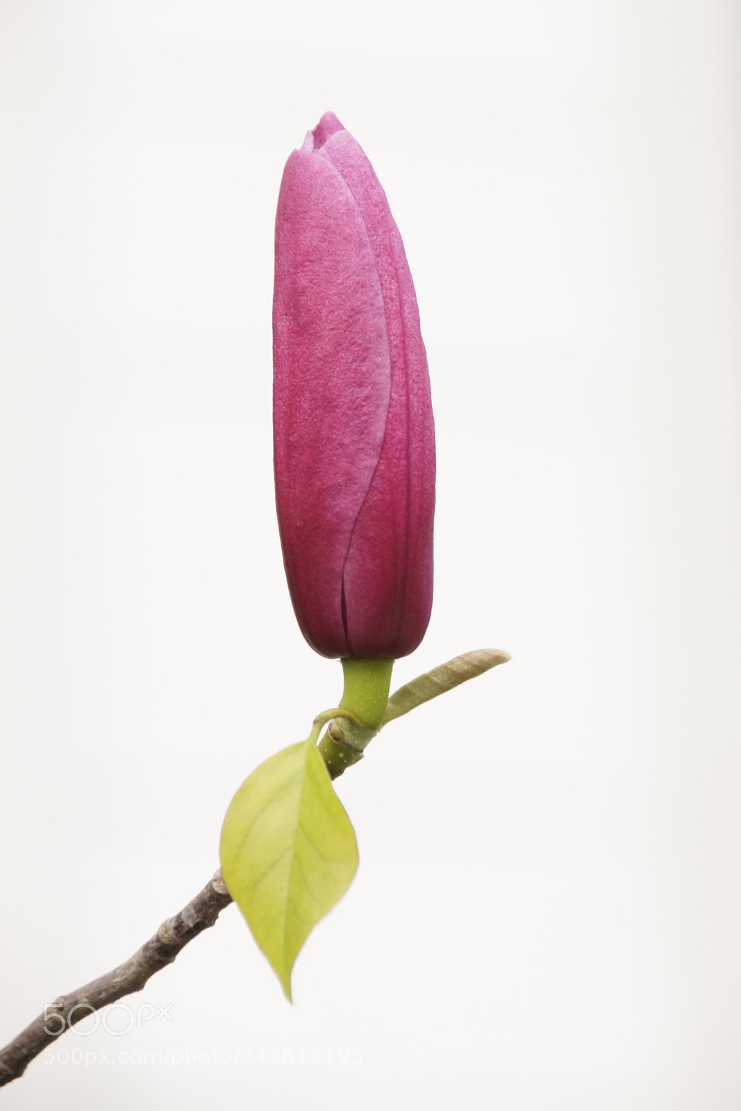 Sony SLT-A58 sample photo. Violette magnolie photography
