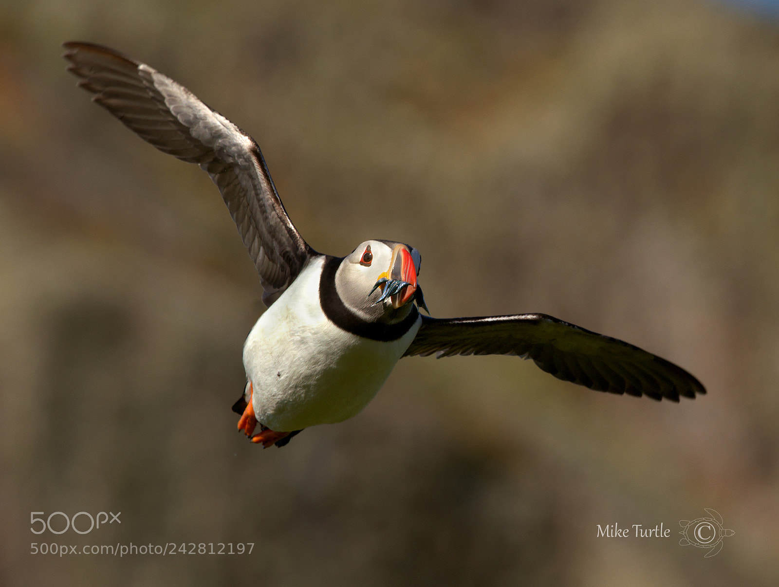 Sony a99 II sample photo. Another skokholm puffin photography