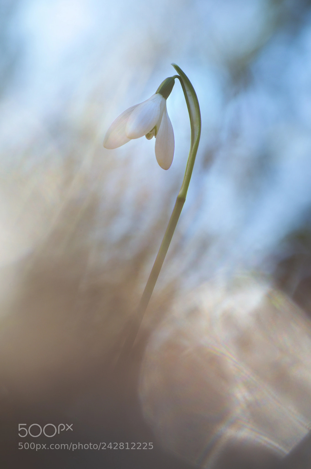 Pentax K-5 sample photo. Sparkling photography