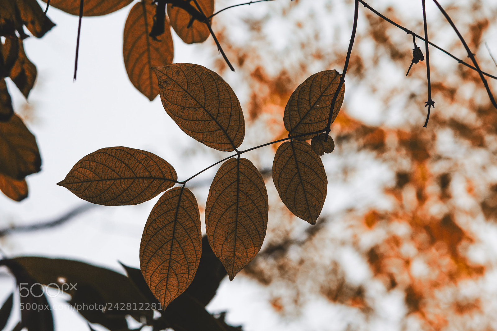 Canon EOS 1200D (EOS Rebel T5 / EOS Kiss X70 / EOS Hi) sample photo. Leaf family photography