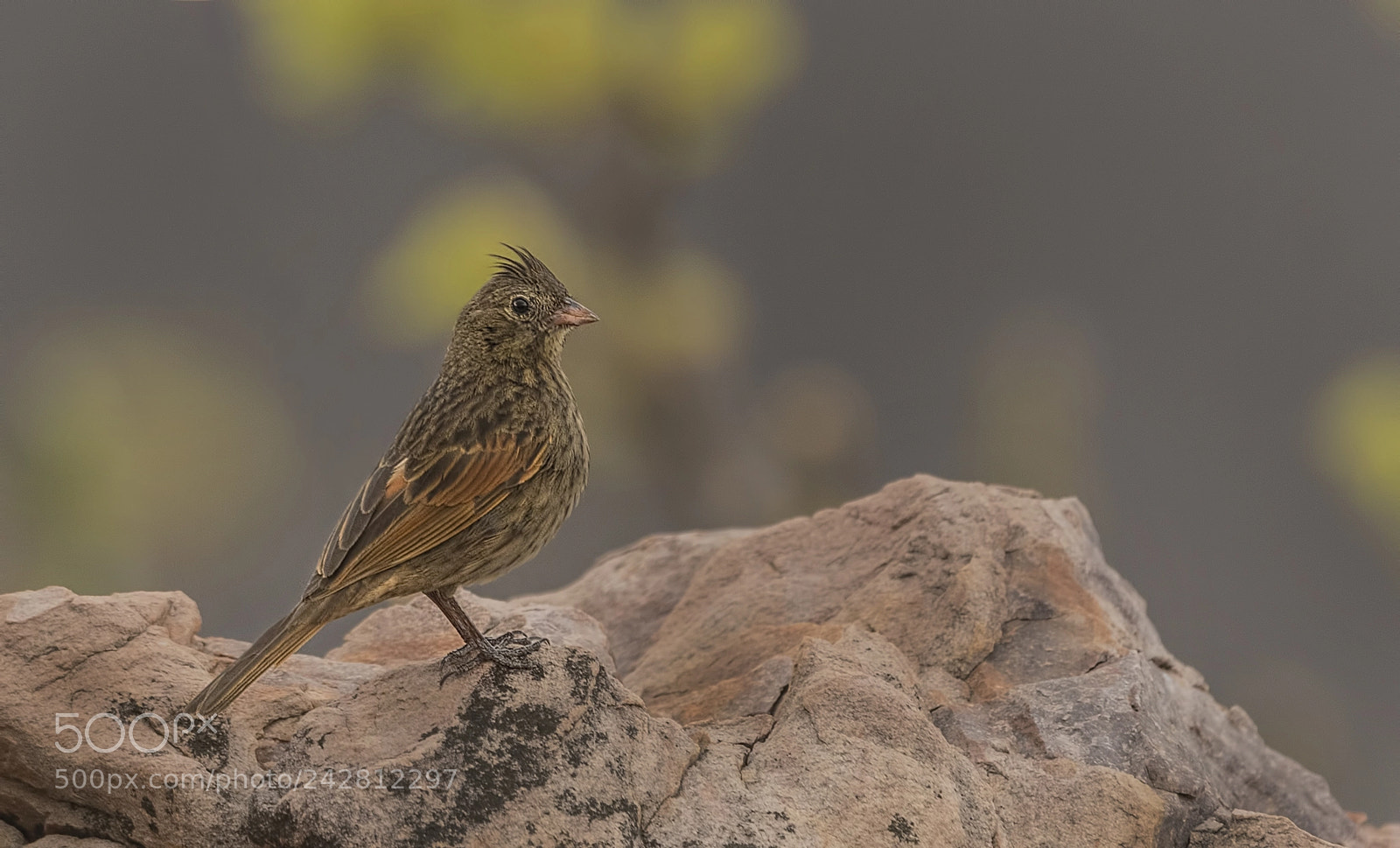 Nikon D500 sample photo. Crested bunting female photography