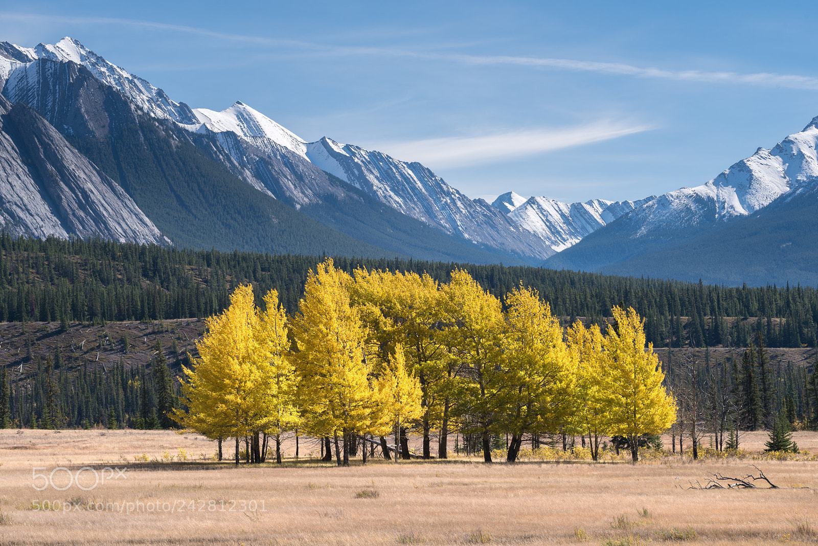 Nikon D810 sample photo. Kootenay plains #1 photography