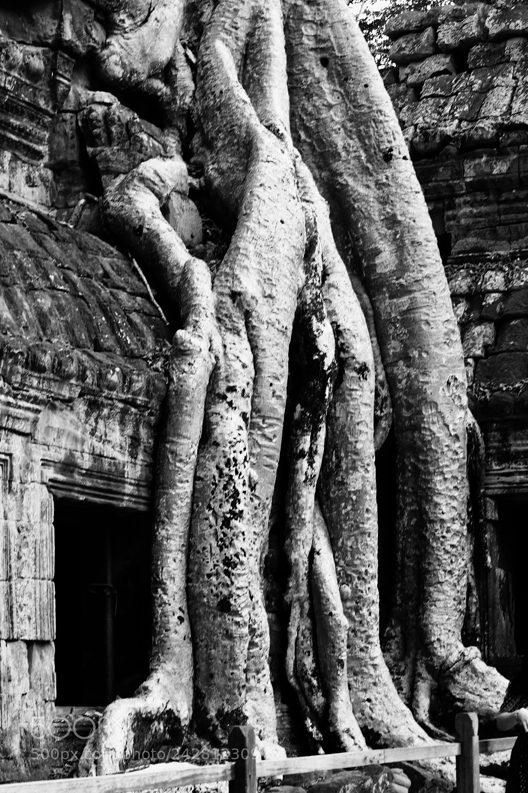 Canon EOS 500D (EOS Rebel T1i / EOS Kiss X3) sample photo. Roots at ta phrom photography
