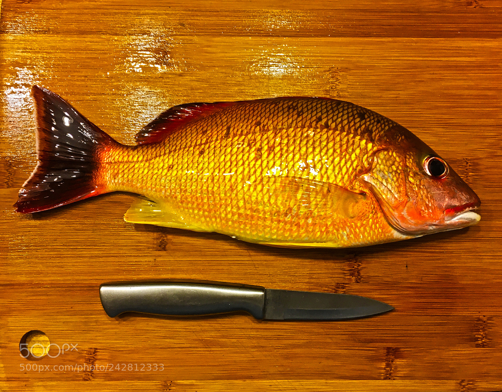 Apple iPhone 6s sample photo. Snapper on the menu photography