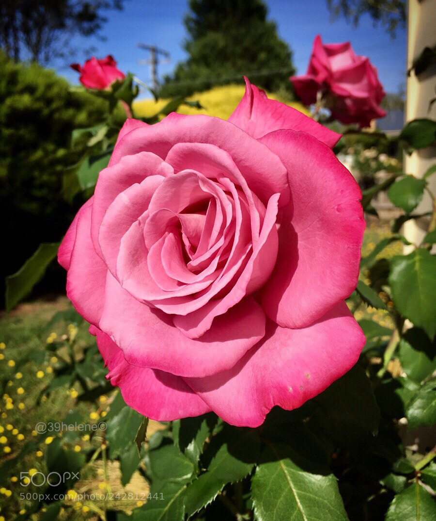 Apple iPhone SE sample photo. Afternoon delight photography