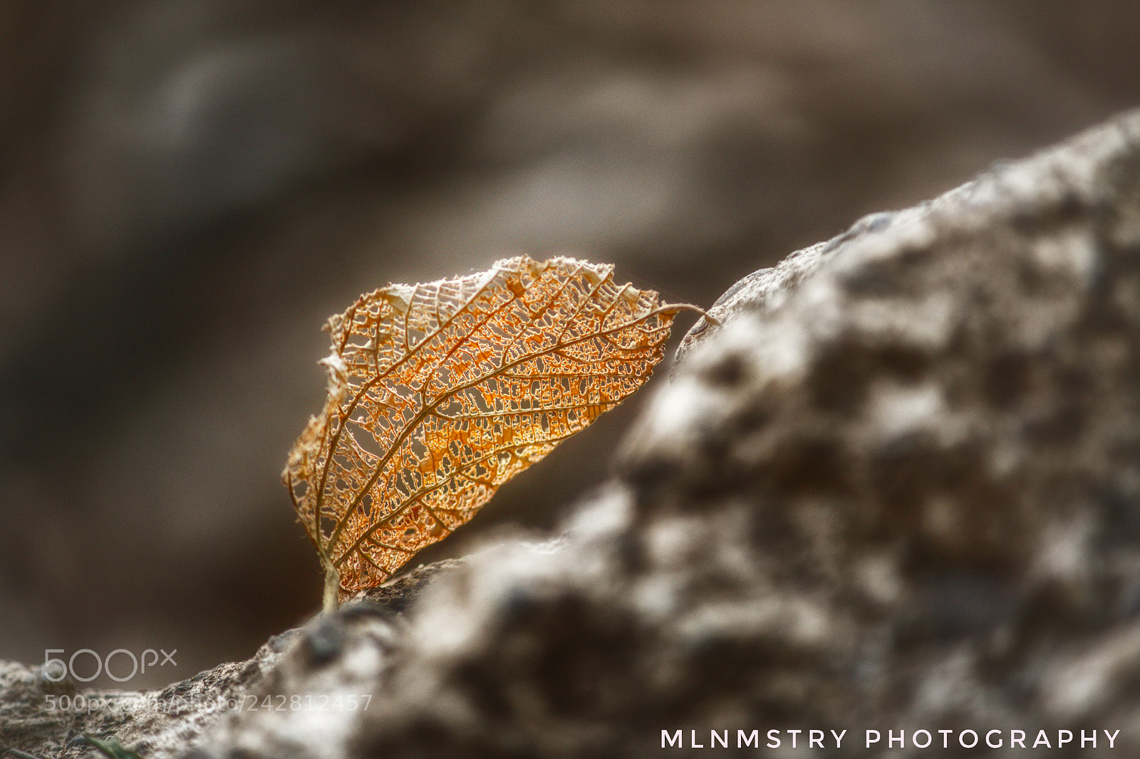 Canon EOS 1200D (EOS Rebel T5 / EOS Kiss X70 / EOS Hi) sample photo. Dead leaf photography