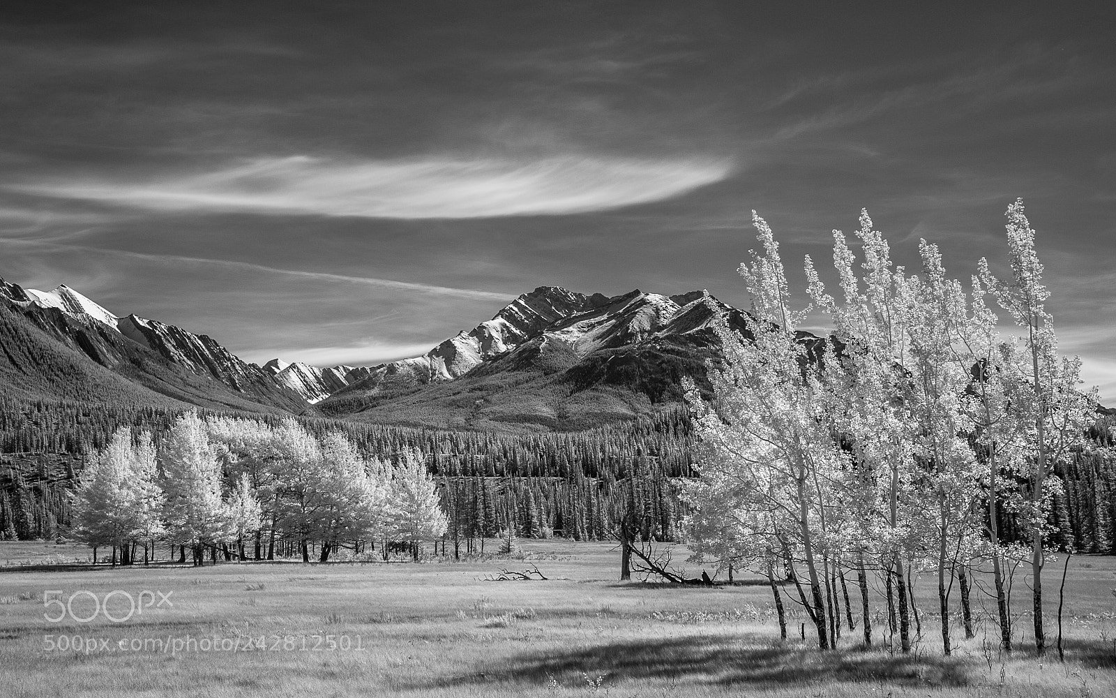 Nikon D700 sample photo. Kootenay plains #3 photography