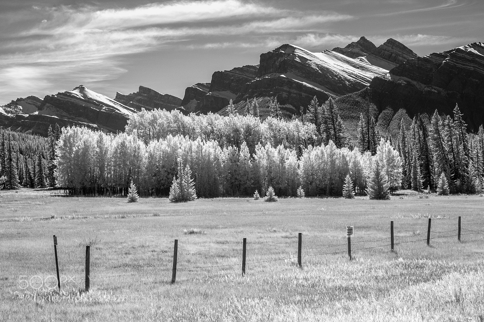 Nikon D700 sample photo. Kootenay plains #4 photography