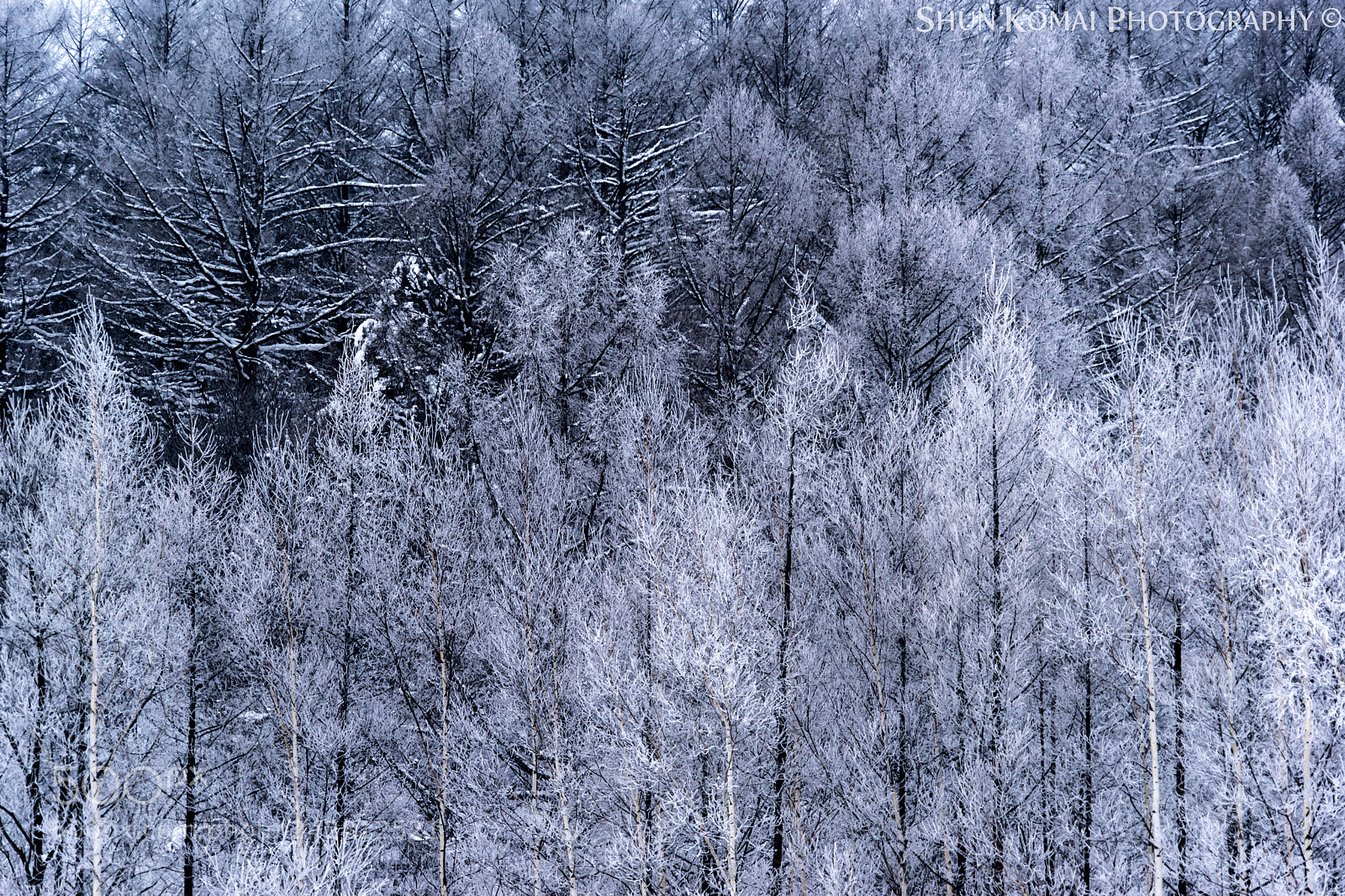 Sony a7 sample photo. A morning with frozen photography