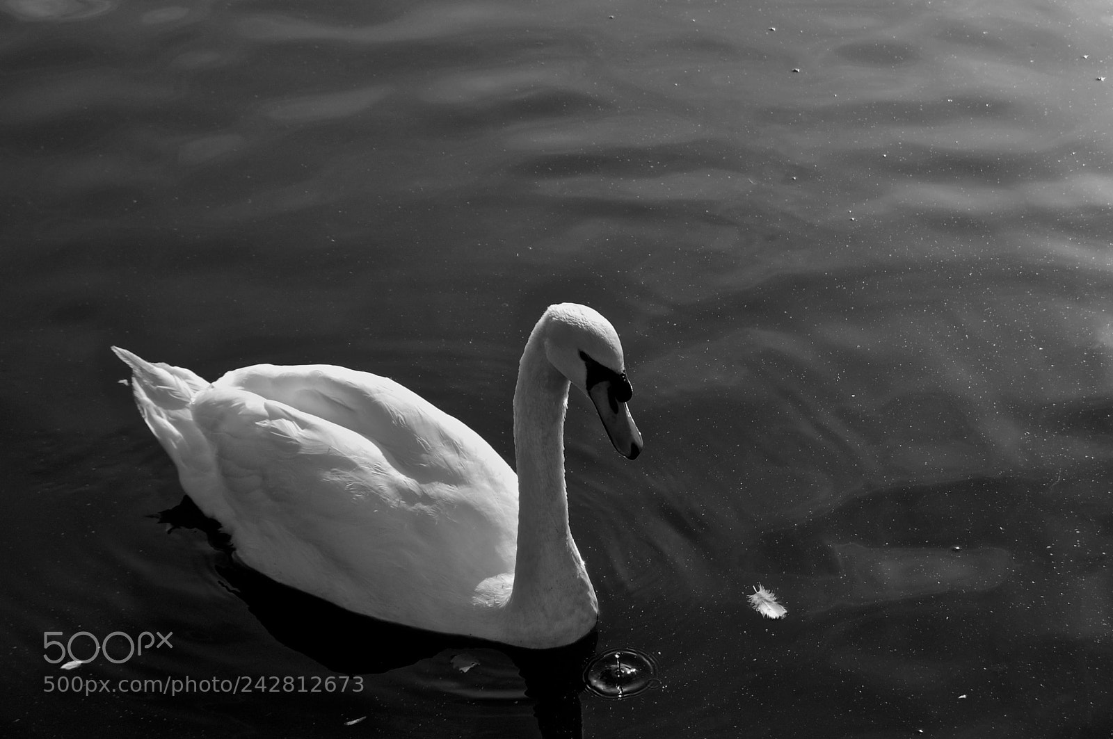 Nikon D40 sample photo. “elegance” photography